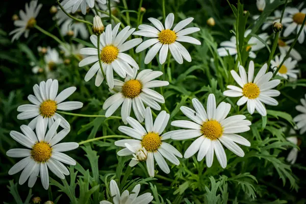 青い葉の上に白いデイジーの花 — ストック写真