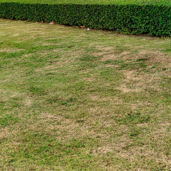 Rumput Hijau Dengan Tanaman Hijau Dipangkas Lindung Taman — Stok Foto