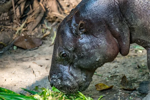 Hoofd Van Pygmee Hippo Kleine Nijlpaard Grond — Stockfoto
