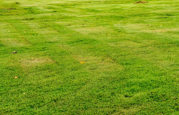 Afbeelding Van Groen Gras Textuur Achtergrond — Stockfoto