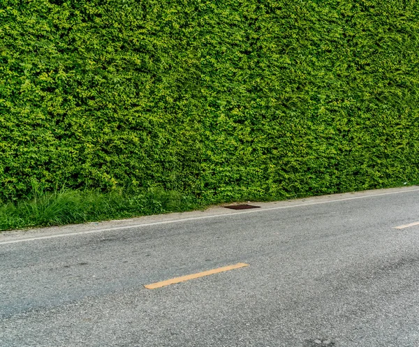 Πράσινος Φράκτης Και Ασφαλτοστρωμένος Δρόμος — Φωτογραφία Αρχείου