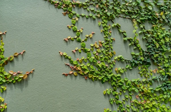 Zielony Betonowy Mur Zielonymi Liśćmi Roślin — Zdjęcie stockowe