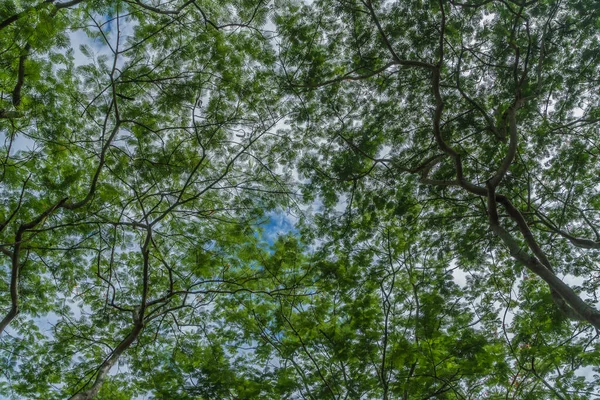Blick Von Unten Auf Große Äste Und Grüne Blätter — Stockfoto