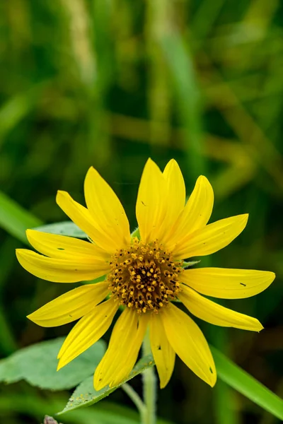 Flor Amarela Fundo Folhas Verdes — Fotografia de Stock