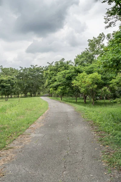 Asfalto Strada Campagna Con Alberi Verdi — Foto Stock