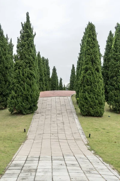 Parkta çam ağaçları olan beton patika.