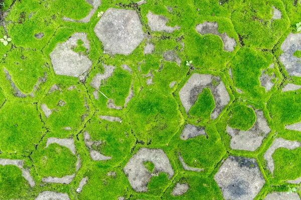 Betonsteinboden Mit Grünem Moos — Stockfoto