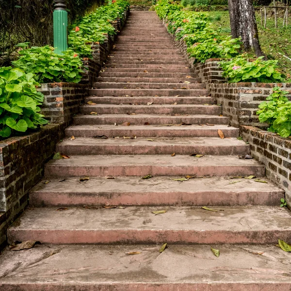 Escadaria Concreto Envelhecido Com Plantas Verdes — Fotografia de Stock