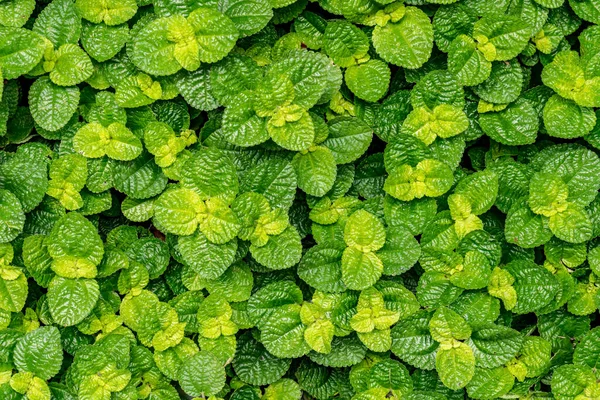 Πράσινο Φύλλα Δυόσμου Απλό Φόντο — Φωτογραφία Αρχείου