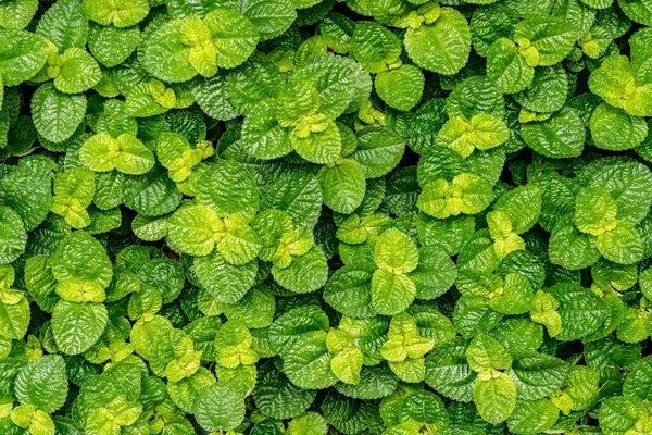 Verde Menta Foglie Semplice Sfondo — Foto Stock