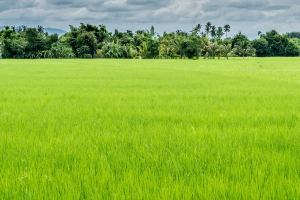 Rizière Verte Dans Campagne Thaïlande — Photo