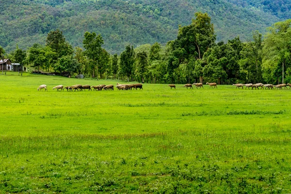 羊和山羊农场 绿色热带森林 绿色草地 白云和蓝天背景 — 图库照片