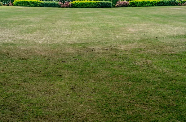 Rumput Hijau Dengan Tanaman Hijau Lindung Taman — Stok Foto