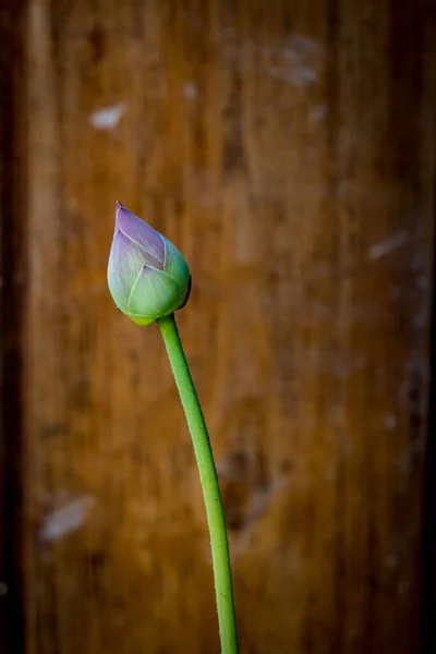 Flor Lótus Azul Sobre Fundo Madeira Marrom Borrada — Fotografia de Stock