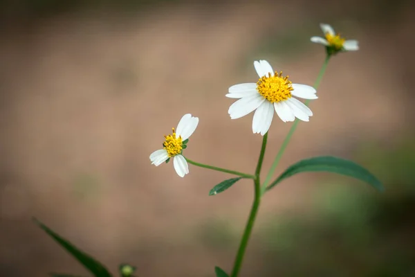 背景がぼやけている白いデイジーの花 — ストック写真
