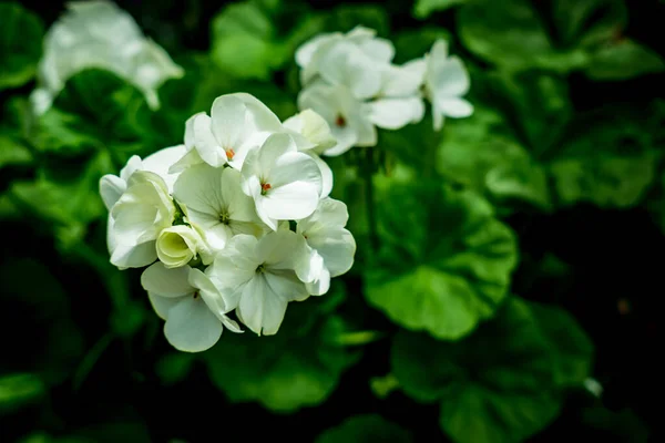 Fehér Muskátli Virágok Zöld Levelek Háttér Kertben — Stock Fotó