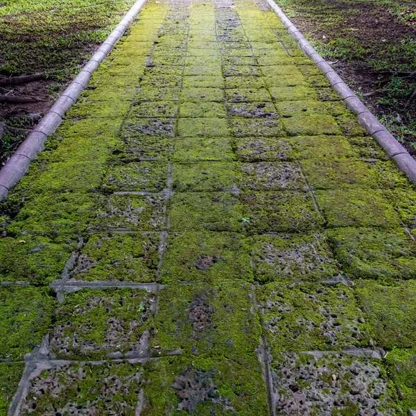 Parkta Yeşil Yosunlu Laterite Blok Yolu — Stok fotoğraf