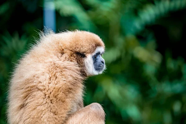 Gibbon Brauner Gibbon Auf Grün Verschwommenem Hintergrund — Stockfoto