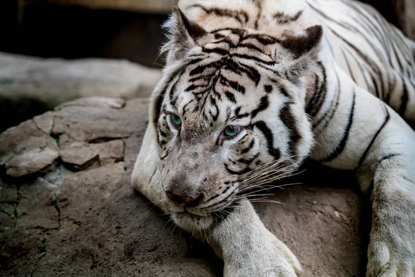 Nahaufnahme Des Einsamen Weißen Tigers — Stockfoto