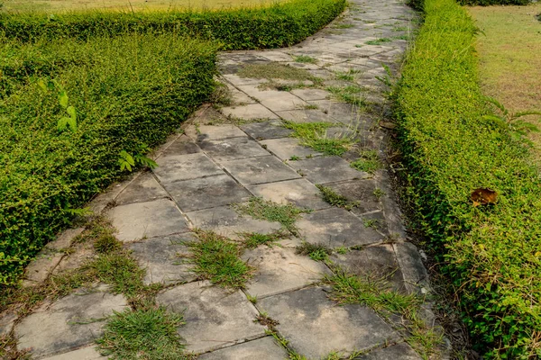 Parktaki Çimento Yolu Yeşil Çitlerle Süslenmiş — Stok fotoğraf