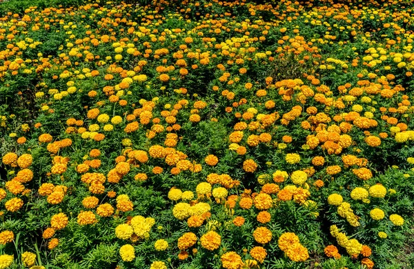 Field of Yellow and orange Marigold flowers
