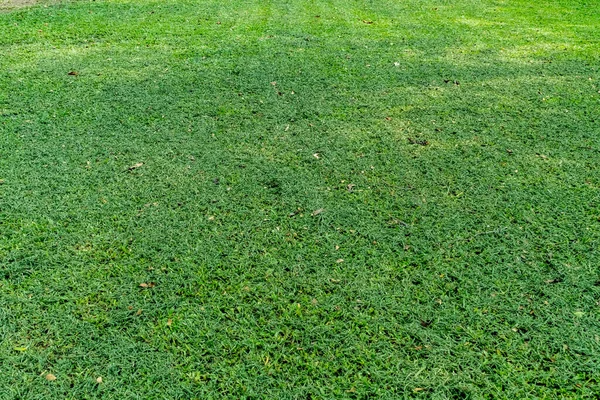 绿草纹理背景 — 图库照片