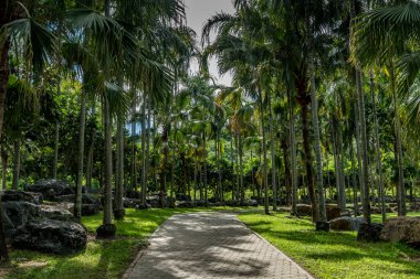 Parkta palmiye ağaçları olan beton blok yolu