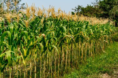 Beyaz bulutlu mısır tarlası ve mavi gökyüzü arkaplanı