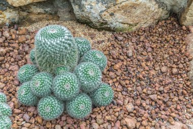 Küçük çakıllar üzerinde yeşil kaktüs