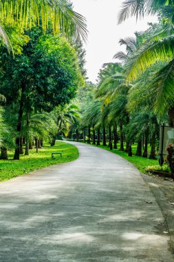 Parkta yeşil palmiye ağacı olan asfalt yol