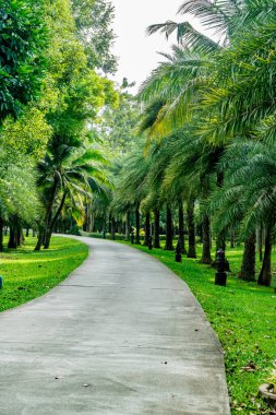 Parkta yeşil palmiye ağacı olan asfalt yol
