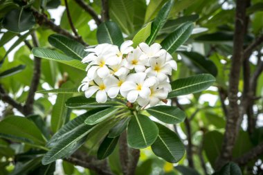 Yeşil yapraklı musluk çiçekleri
