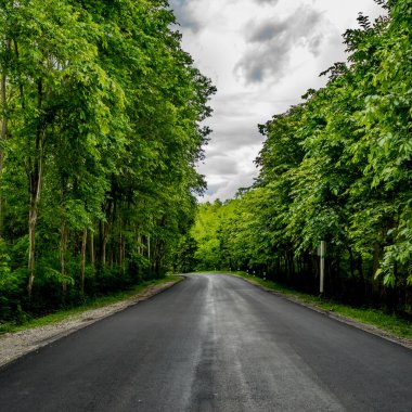 Tayland kırsalında yeşil tropikal ormanlı asfalt yol