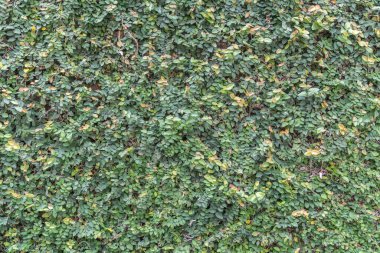 Yeşil Yapraklar duvar arkaplanı