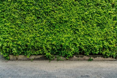 Beton yolu olan yeşil çit