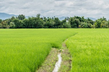 Tayland kırsalında yeşil pirinç tarlası