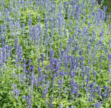 Lavanta çiçekleri tarlası