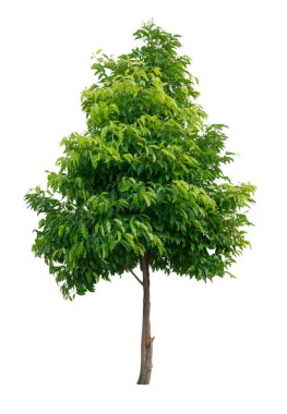 Yeşil ağaç beyaz arkaplanda izole