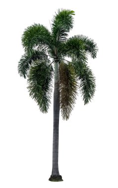 Yeşil palmiye ağacı beyaz arkaplanda izole