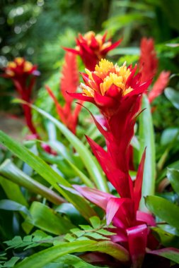 Bromeliaceae çiçeğinin üst görüntüsü