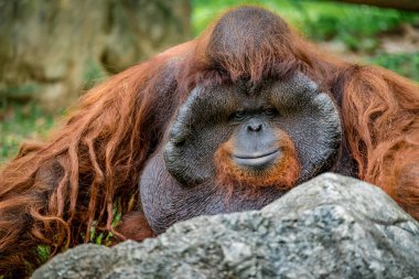 Kayanın arkasında oturan eski kahverengi Urangutan resmi