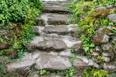 Yosun ve eğreltiotu duvarlı yaşlanmış beton merdiven