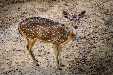 Toprak zeminde kahverengi Sika geyiği resmi