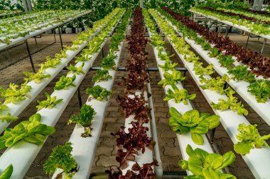 Hidroponik çiftliğinde taze yeşil marul.