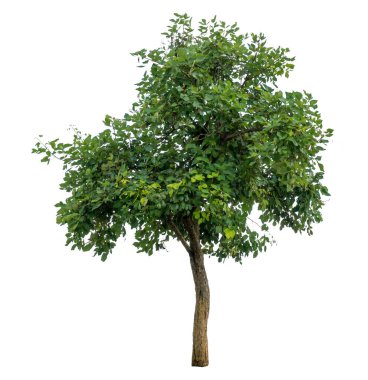 Yeşil ağaç beyaz arkaplanda izole