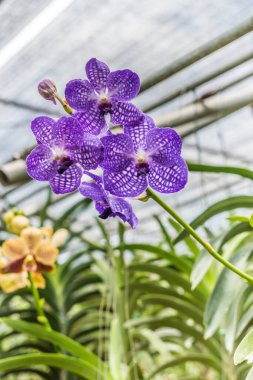 Yeşil yapraklı mor orkide bulanık arkaplan