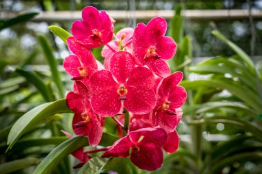 Yeşil yapraklı kırmızı orkide bulanık arkaplan