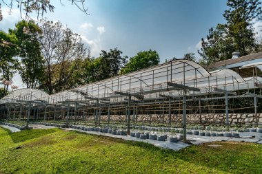 Yağmurlu bölgede üzüm çiftliği