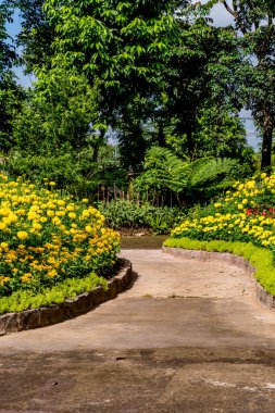 Parkta sarı çiçekli beton patika.