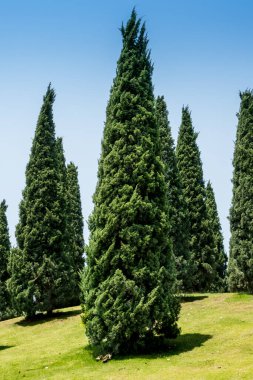 Mavi gökyüzü ile yeşil çimenlerin yamacında çam ağaçları
